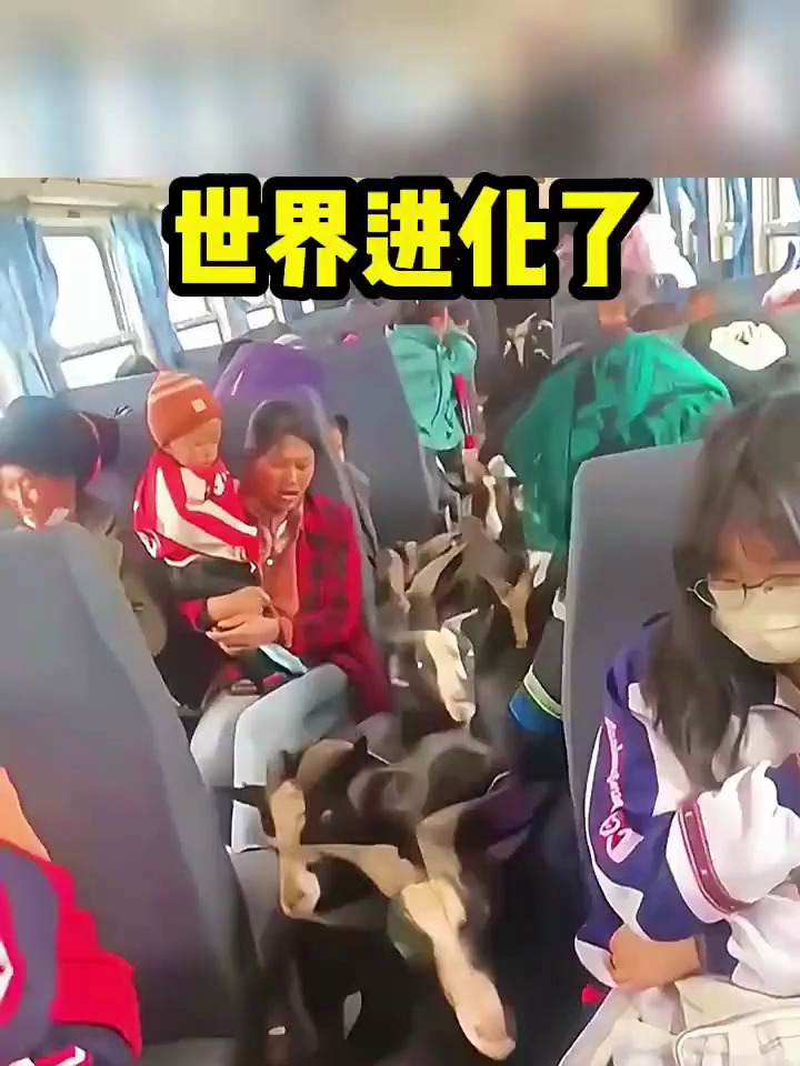 世界进化了,羊也能坐公交了