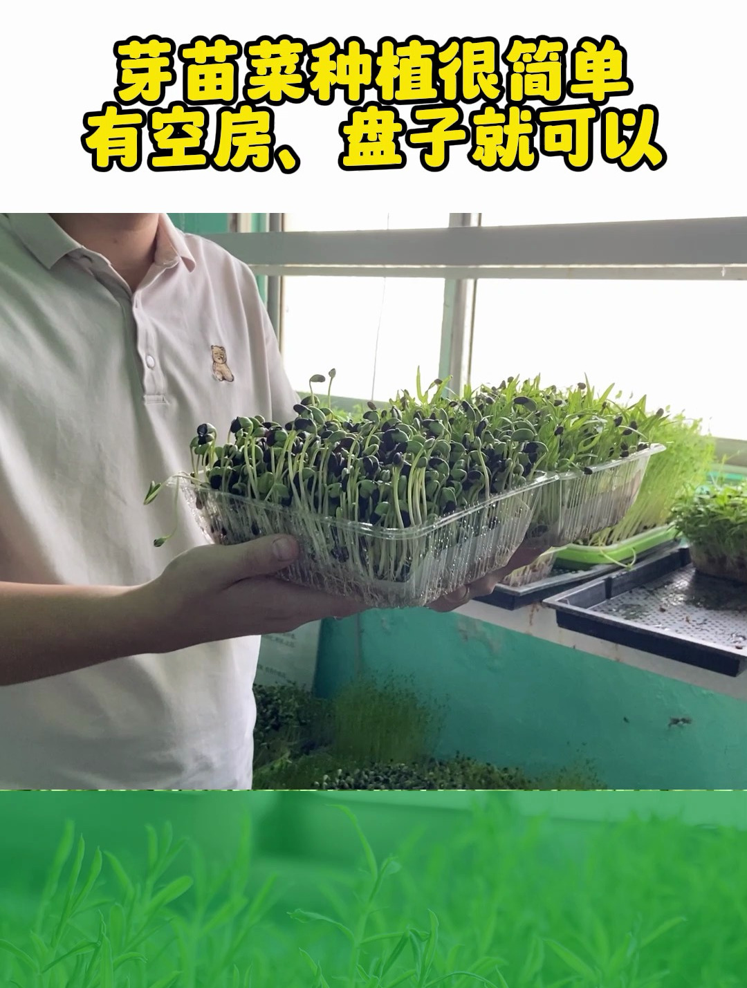 芽苗菜种植简单,在空房间,有空盘就可以栽培