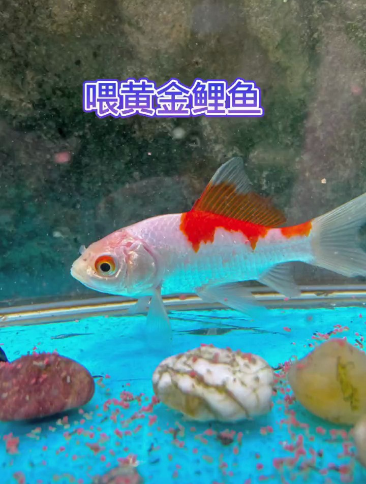黄金鲤鱼吃什么呢