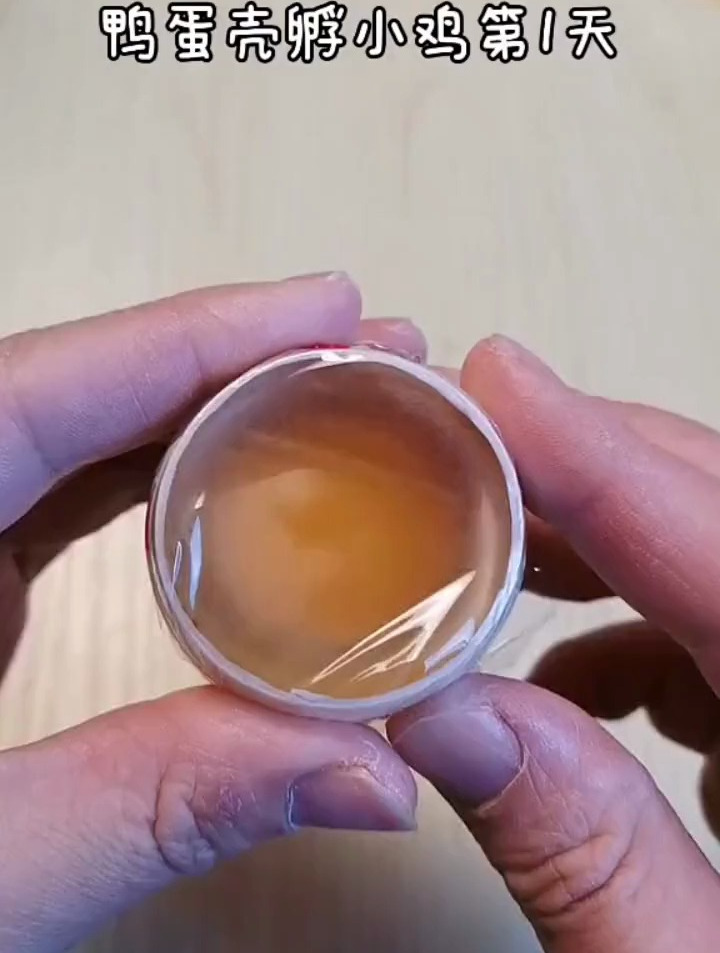 人工孵化鸡蛋,从第一天到21天全部过程