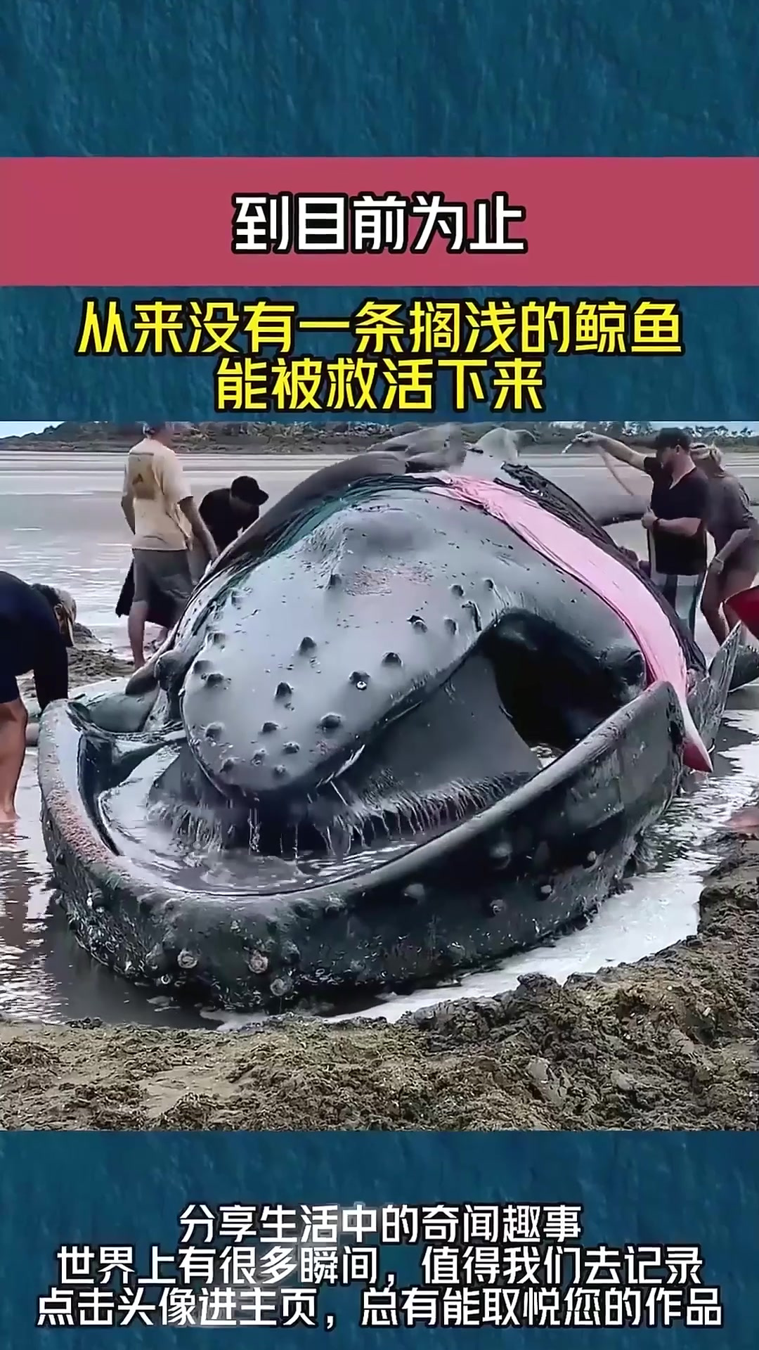 到目前为止,从来没有一条搁浅的鲸鱼,能被救活下来