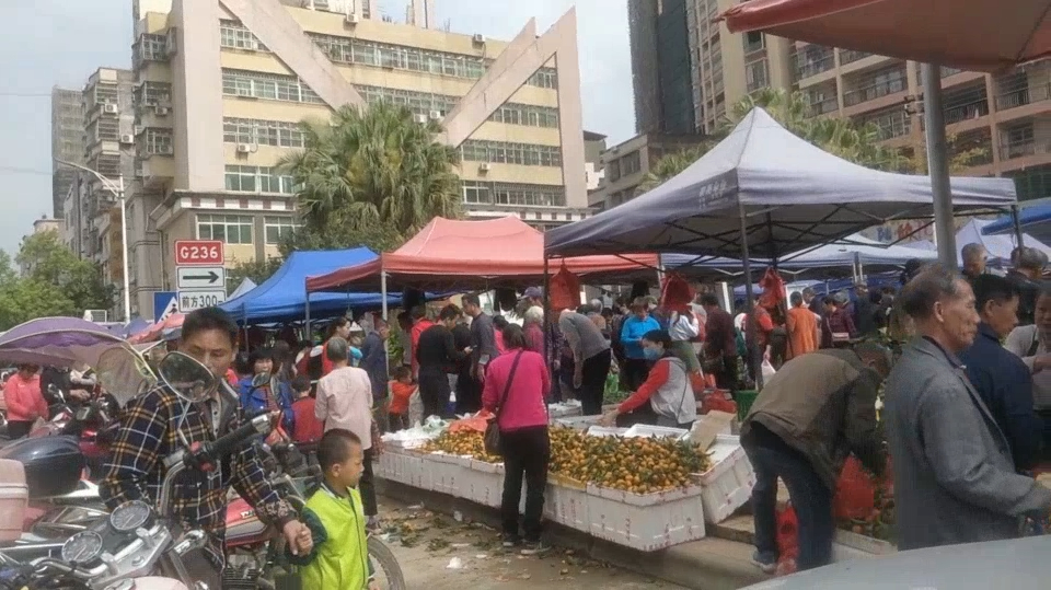 广东河源龙川:农村做什么东西最挣钱?像这抢购程度想不赚钱都难