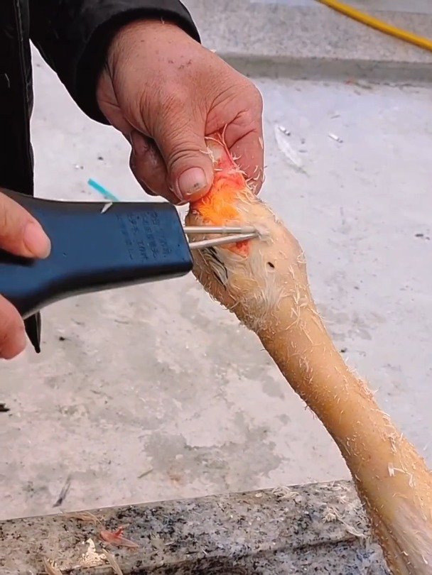 杀鸡鸭鹅猪都用得上的神器见过吗?快速去毛不伤皮肉的电动拔毛器