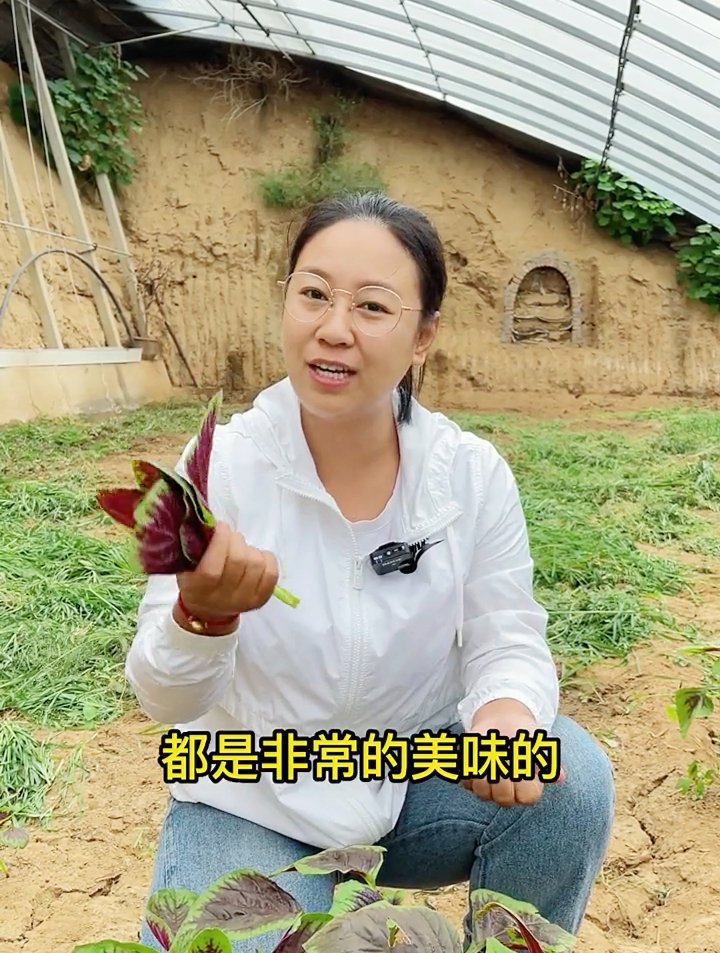 种植苋菜,要分清“红色”和“绿色”,营养差别大,别再错了