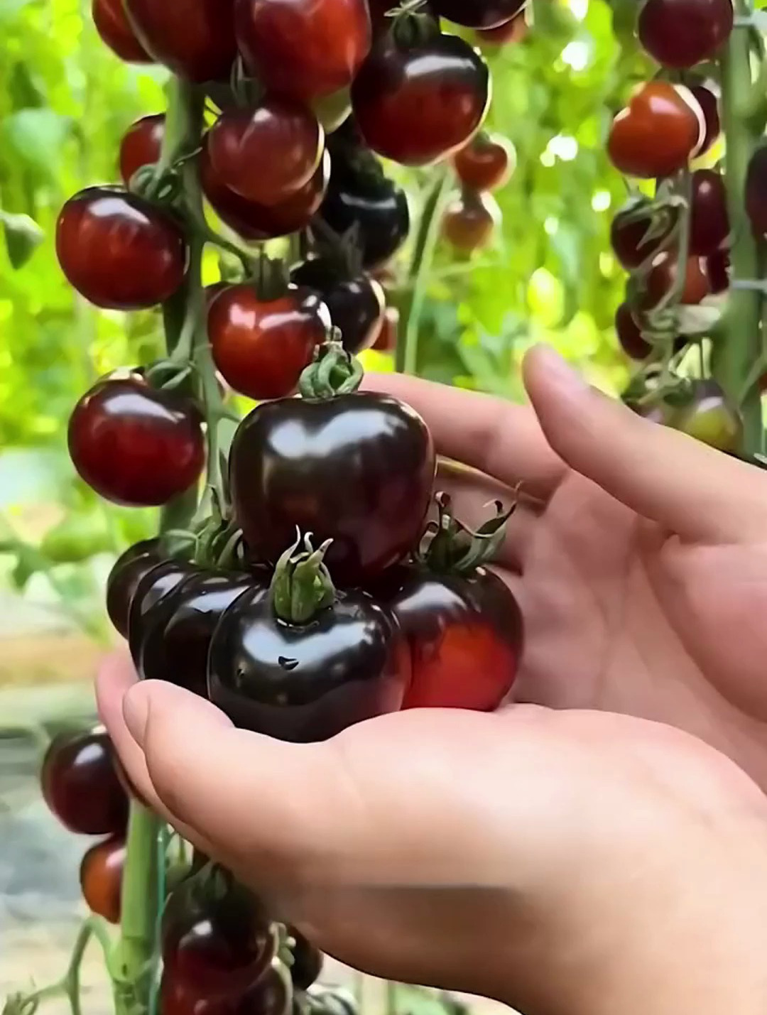 黑色小番茄种子,盆栽四季小西红柿,阳台小院均可种植,且口感好