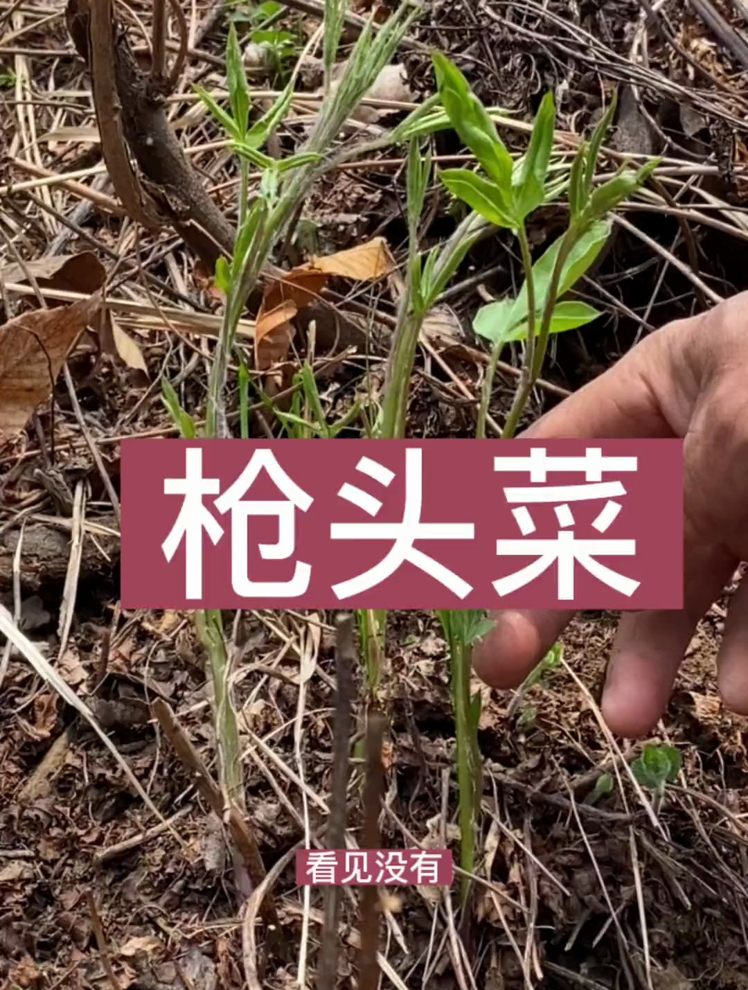 「三农户外」枪头菜 霸气的名字
