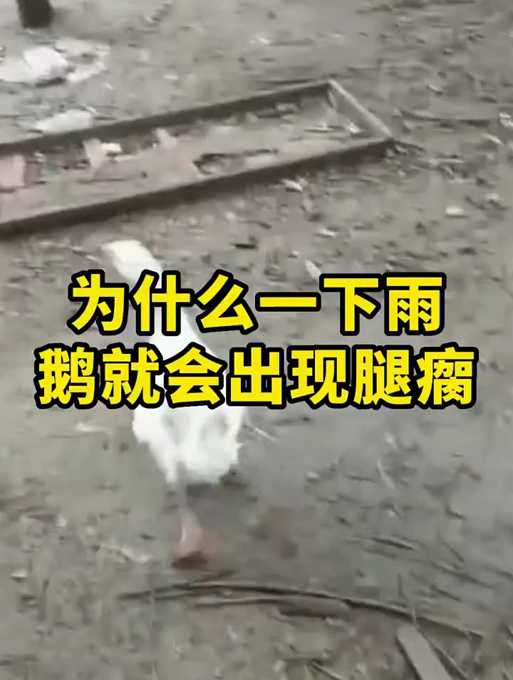 为什么一下雨,鹅就会出现腿瘸?怎么解决?
