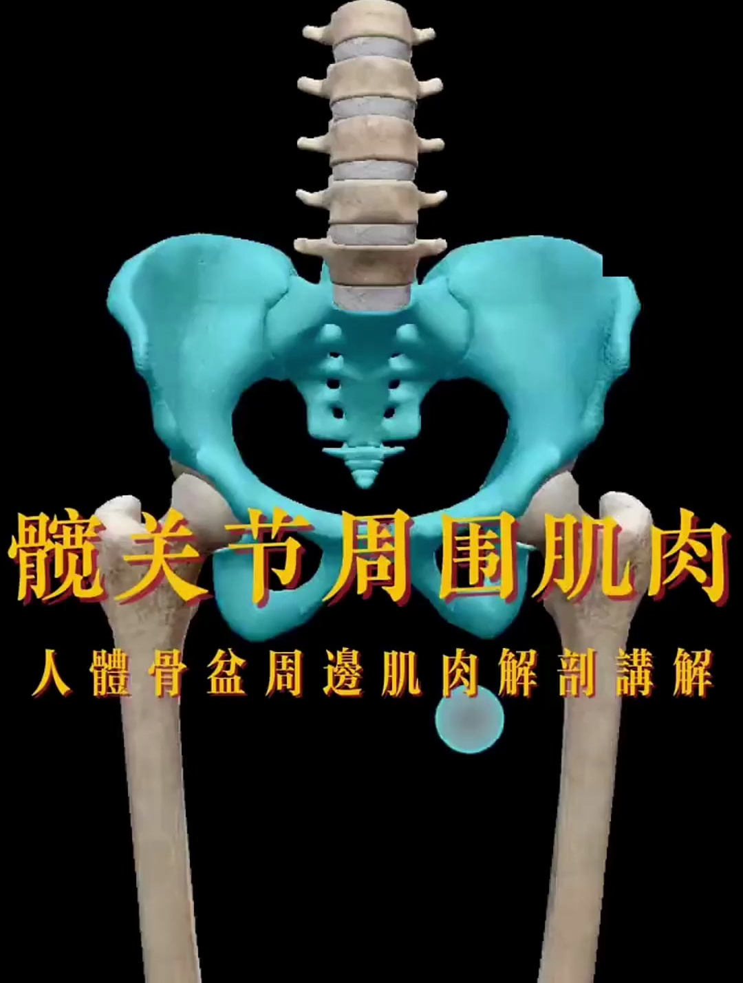 人体骨盆周边肌肉解剖讲解