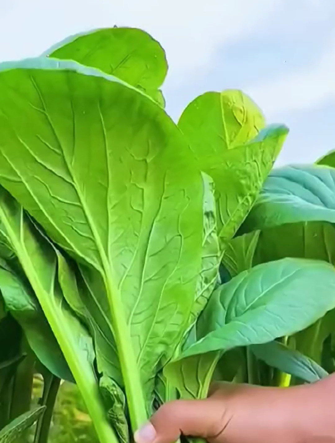 这可不是普通的小白菜,它是我们跑遍了各地种博会才找到的青梗菜
