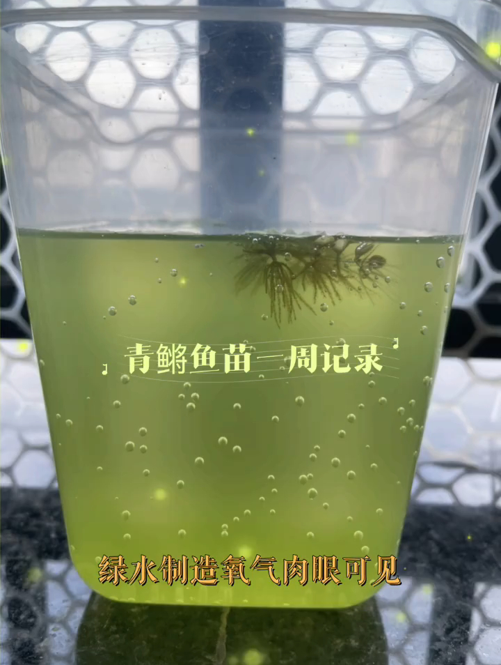 青鱼苗成长记录,绿水安排上了