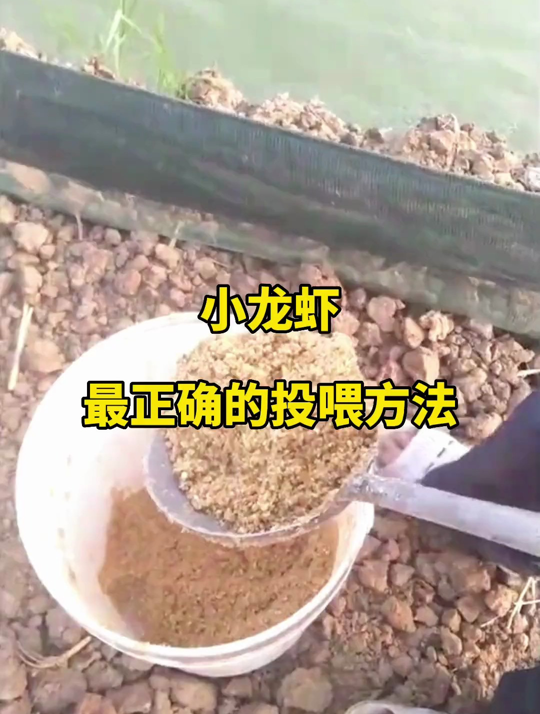小龙虾正确的投喂方法,分享水产养殖技术