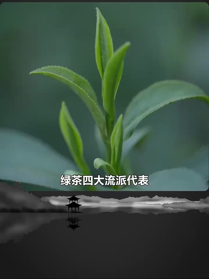第3集|绿茶的四大工艺及代表茶!茶道研习社 茶知识