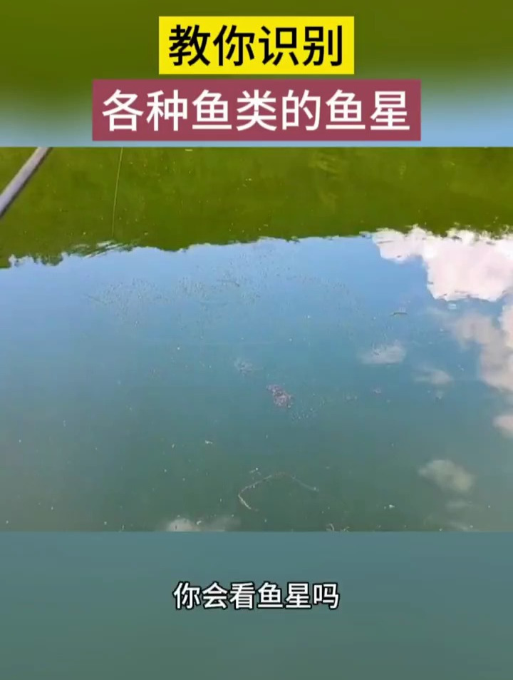 教你识别各种鱼类的鱼星,来看看吧