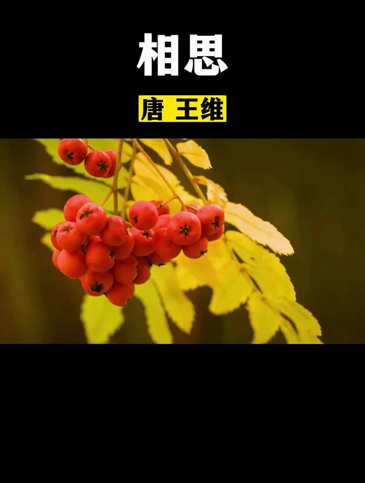 《相思》红豆生南国,春来发几枝。愿君多采撷,此物最相思