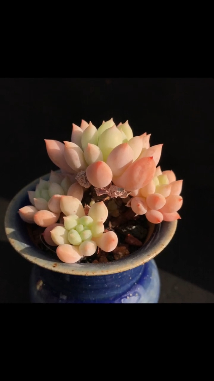 多肉植物 拇指盆 明珠