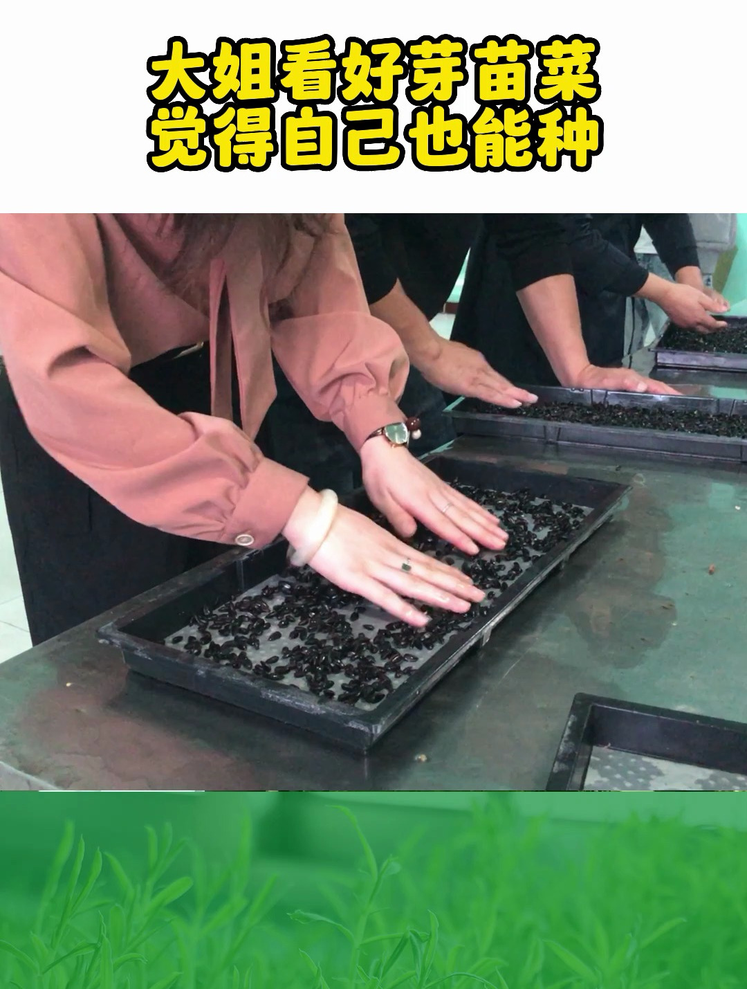 大姐看好芽苗菜种植,觉得自己也能种,现在也种的不错