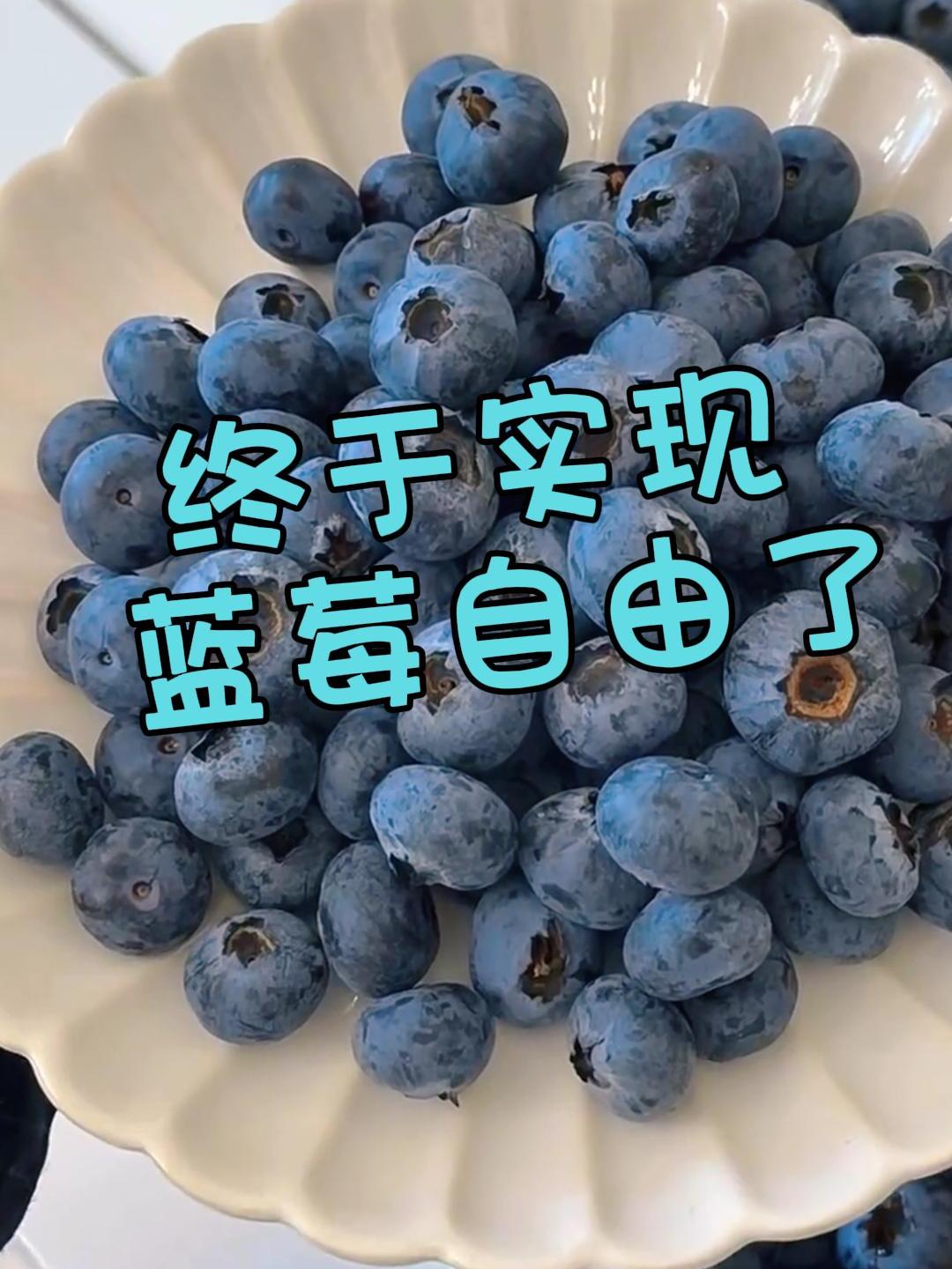 终于实现蓝莓自由了
