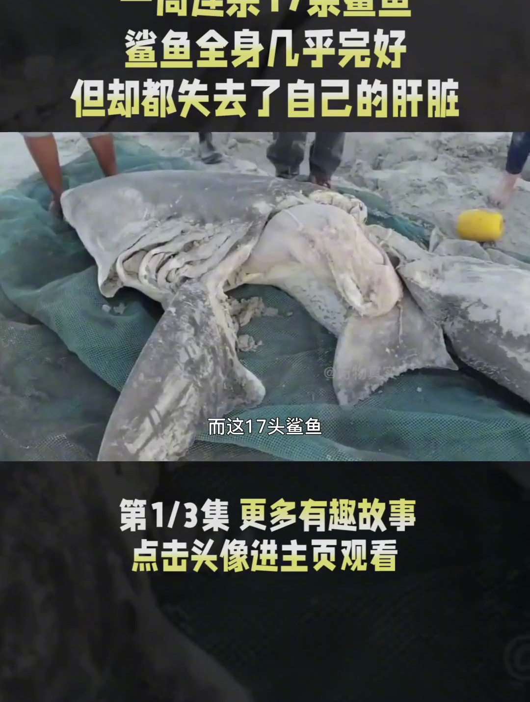 一周连杀17条鲨鱼,将对方肝脏吃掉后丢弃,虎鲸为何要这么做