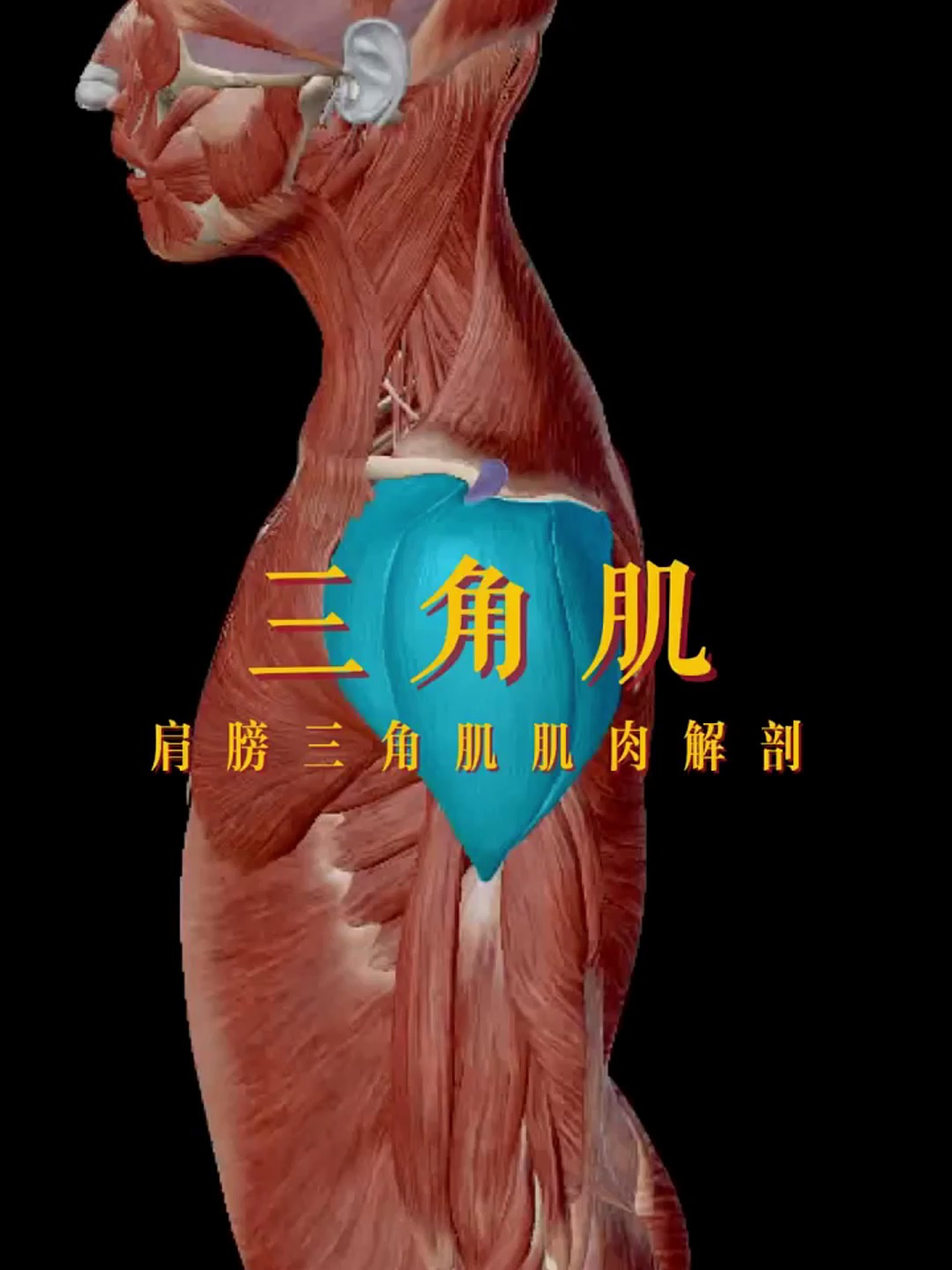 肩膀三角肌肌肉解剖