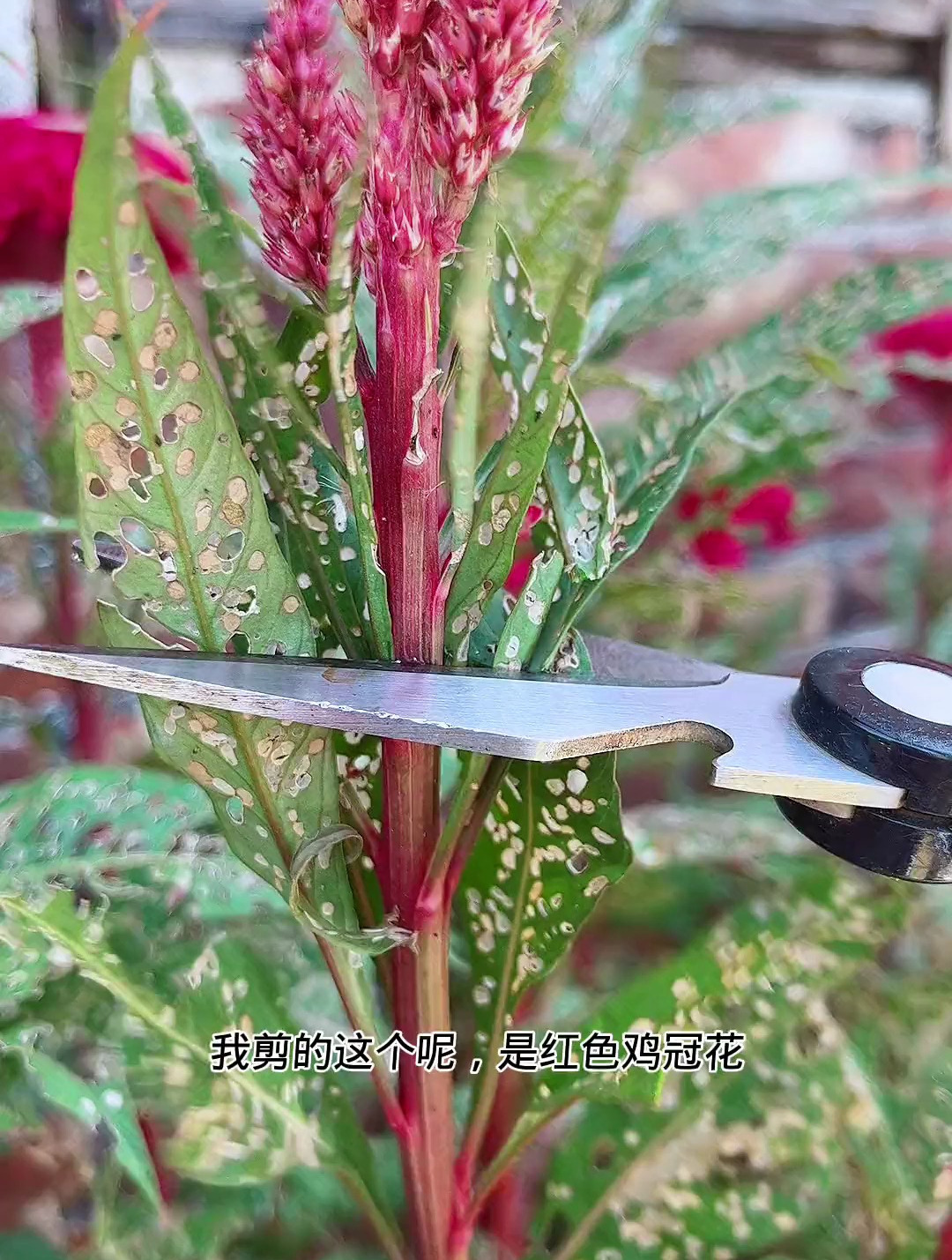 鸡冠花 今天带你们认识下