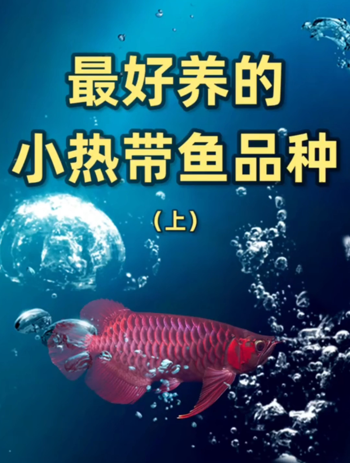 想知道最好养的小型热带鱼吗?这几个品种不防看看,真的太好养了
