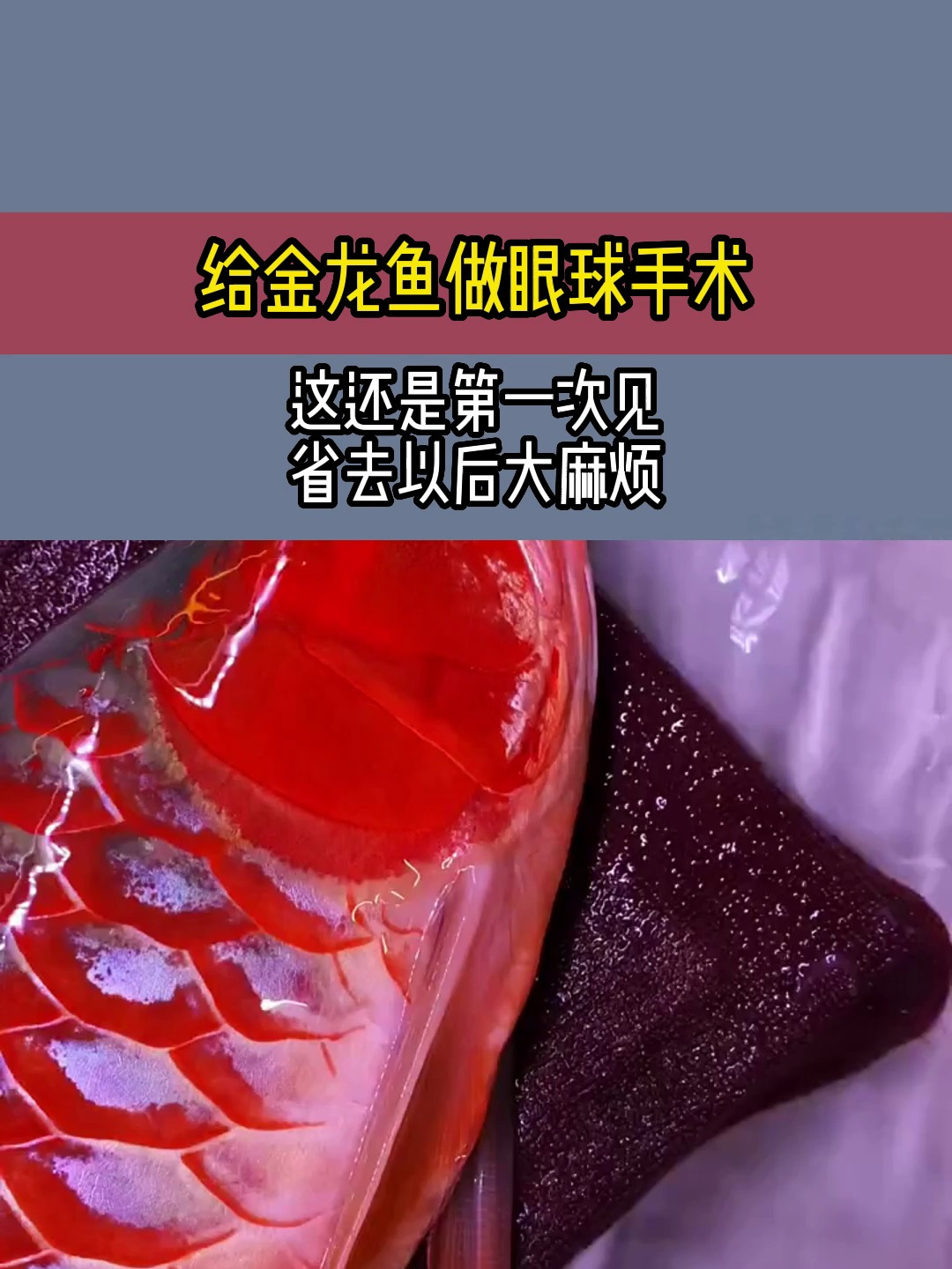给金龙鱼做眼球手术,这还是第一次见,省去以后大麻烦
