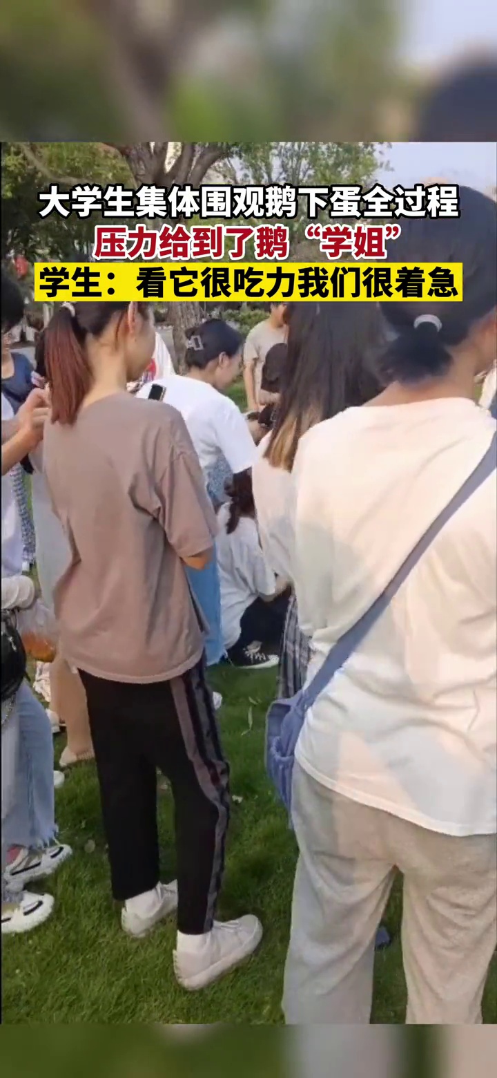 大学生集体围观大鹅下蛋全过程,压力给到了鹅学姐,学生:我们很着急