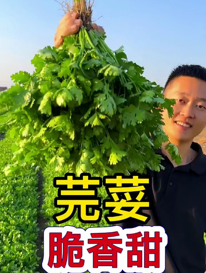 骨科大夫不会告诉你,补钙最好是香菜,学名芫荽