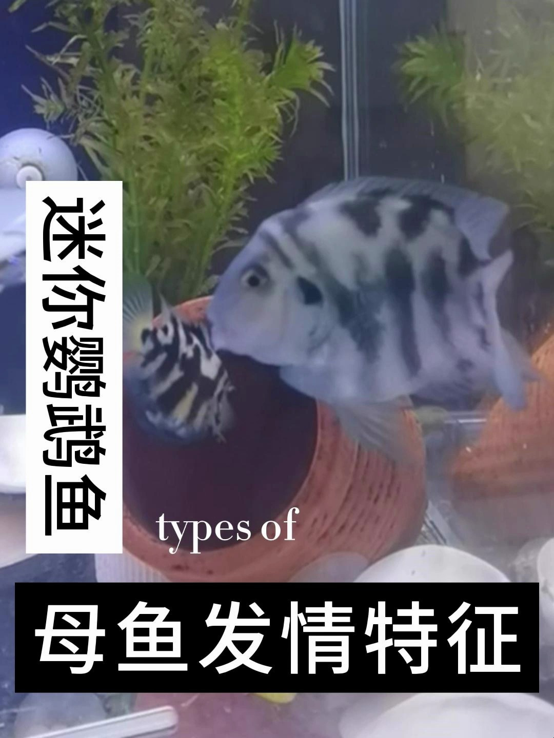 迷你鹦鹉鱼如何区分公母,母鱼发情的特征又是哪一种呢?