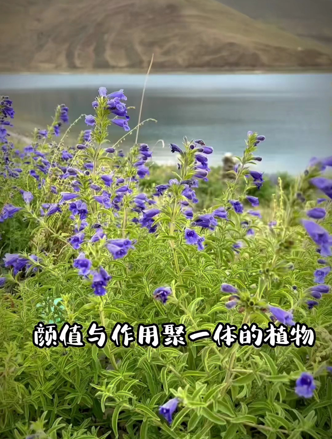 藏康荆芥来自高原的神秘花朵