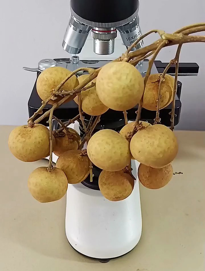龙眼有什么好处呢