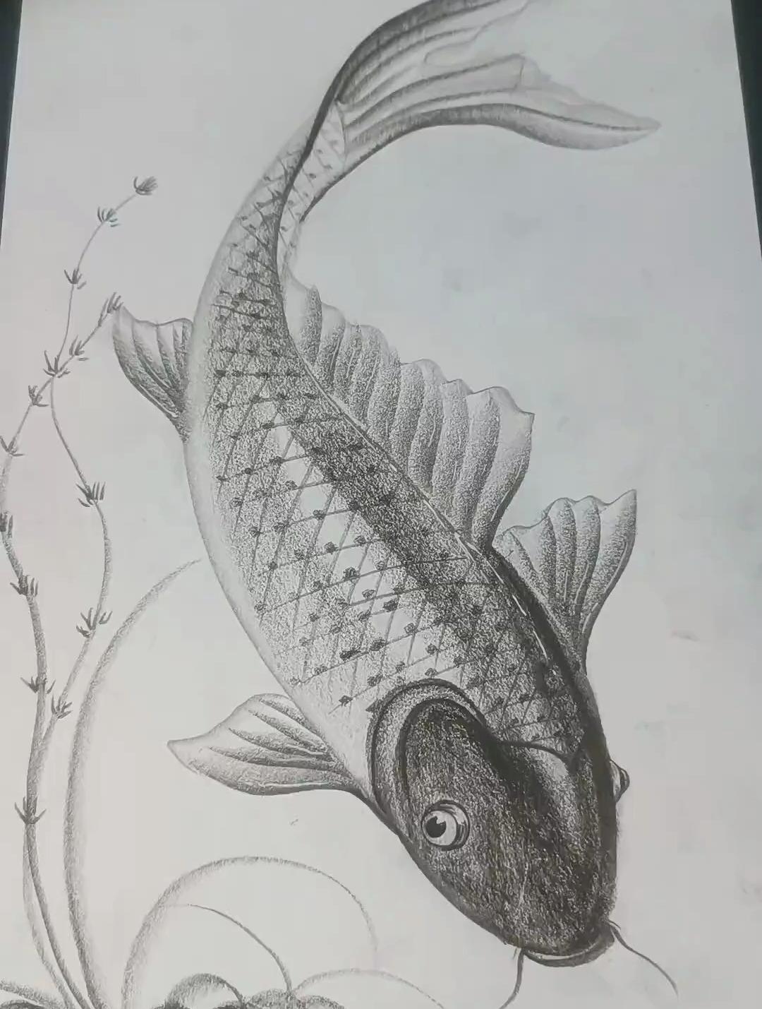 炭笔画锦鲤鱼的详细画法