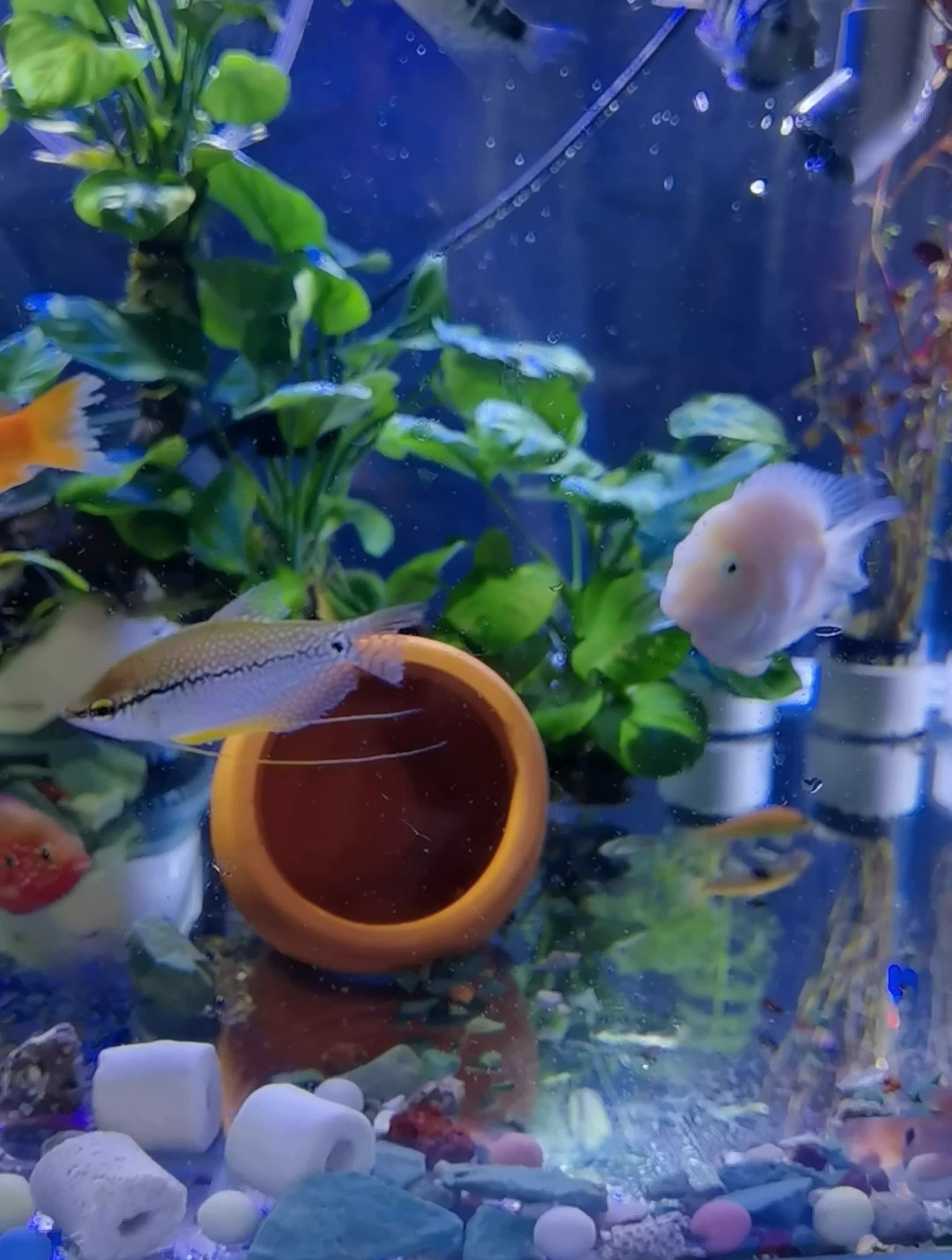 黄金马甲鱼较为温顺,它一般可以与月光鱼、黑裙鱼等中层鱼一起养