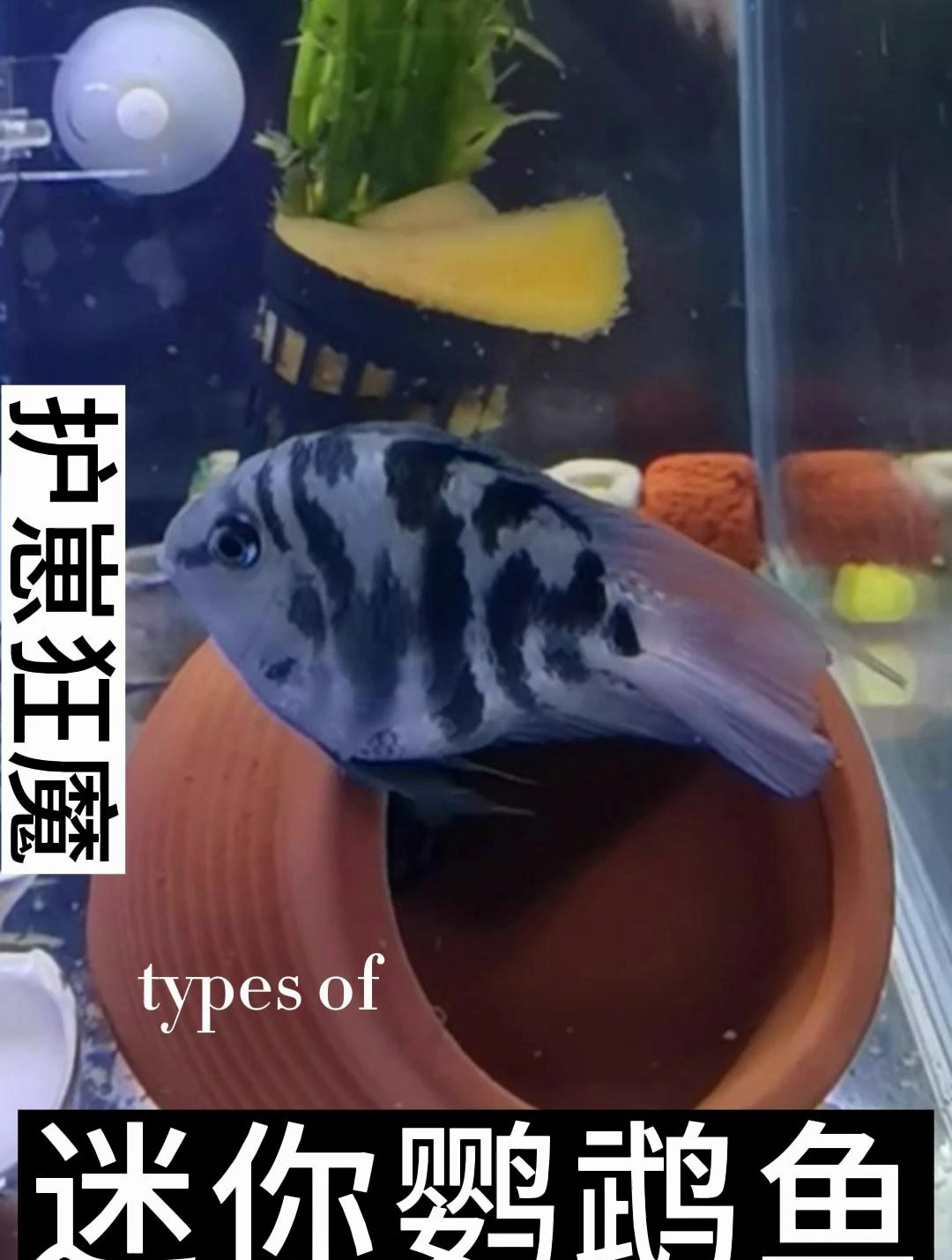 迷你鹦鹉如何分辨公母其实很容易区分的。公鹦鹉尾巴拉丝比较长