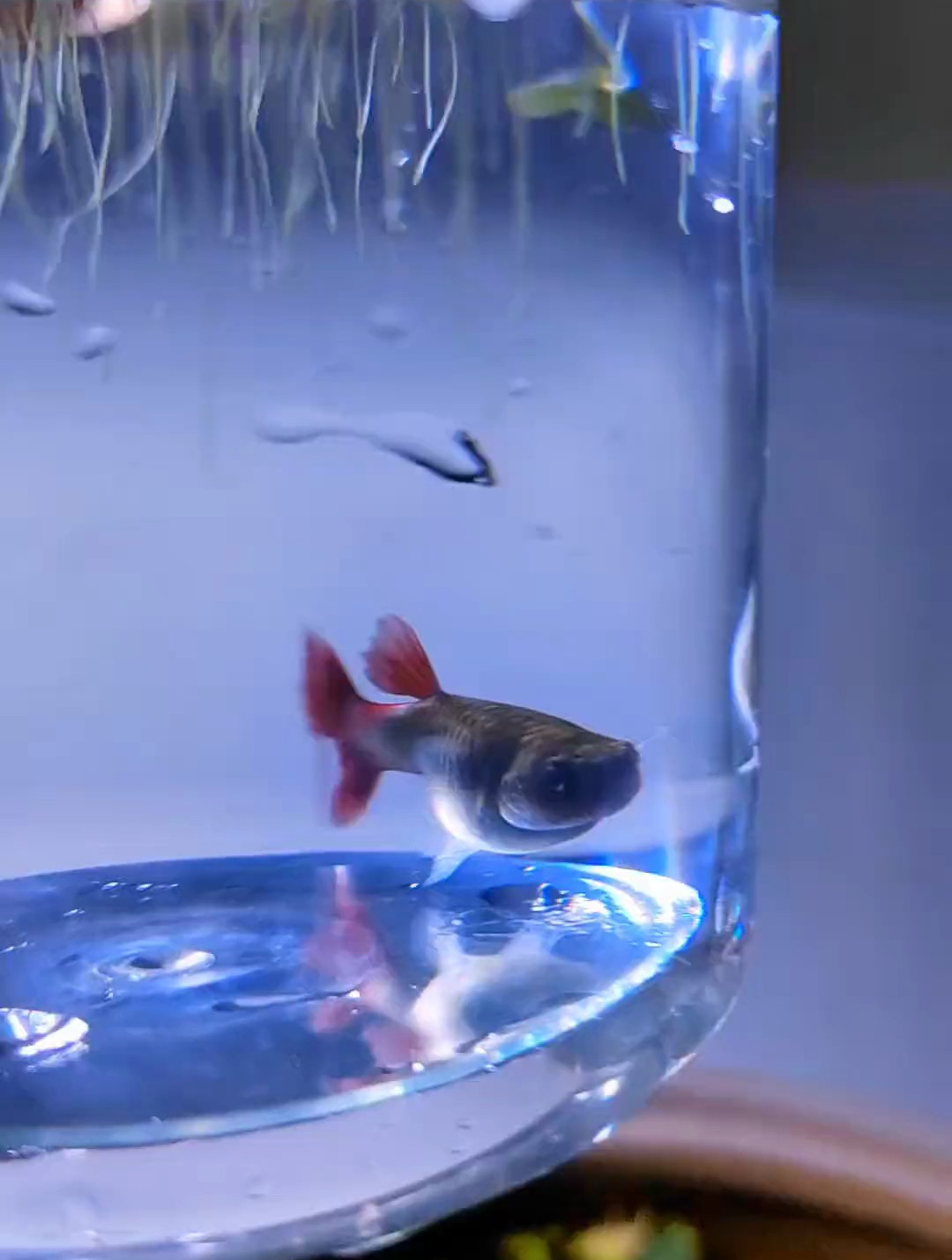 孔雀鱼生产前的征兆