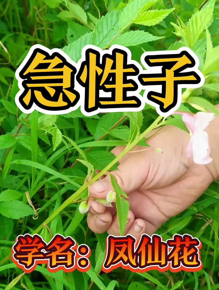 凤仙花俗称:急性子、芨芨草、指甲花、凤仙透骨草
