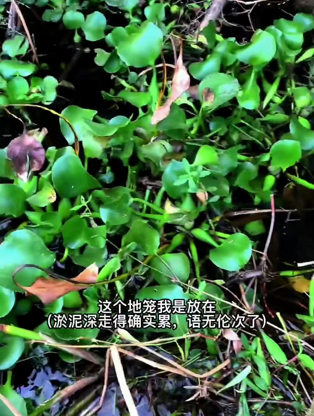 分享一下我放地笼的位置,四方鱼塘找拐角,鱼获一般不会少