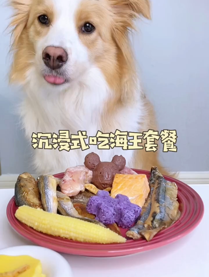沉浸式吃鱼鱼套餐 边牧
