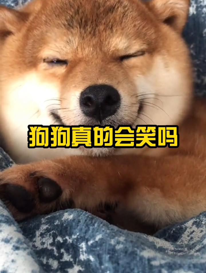 狗狗真的会笑吗?