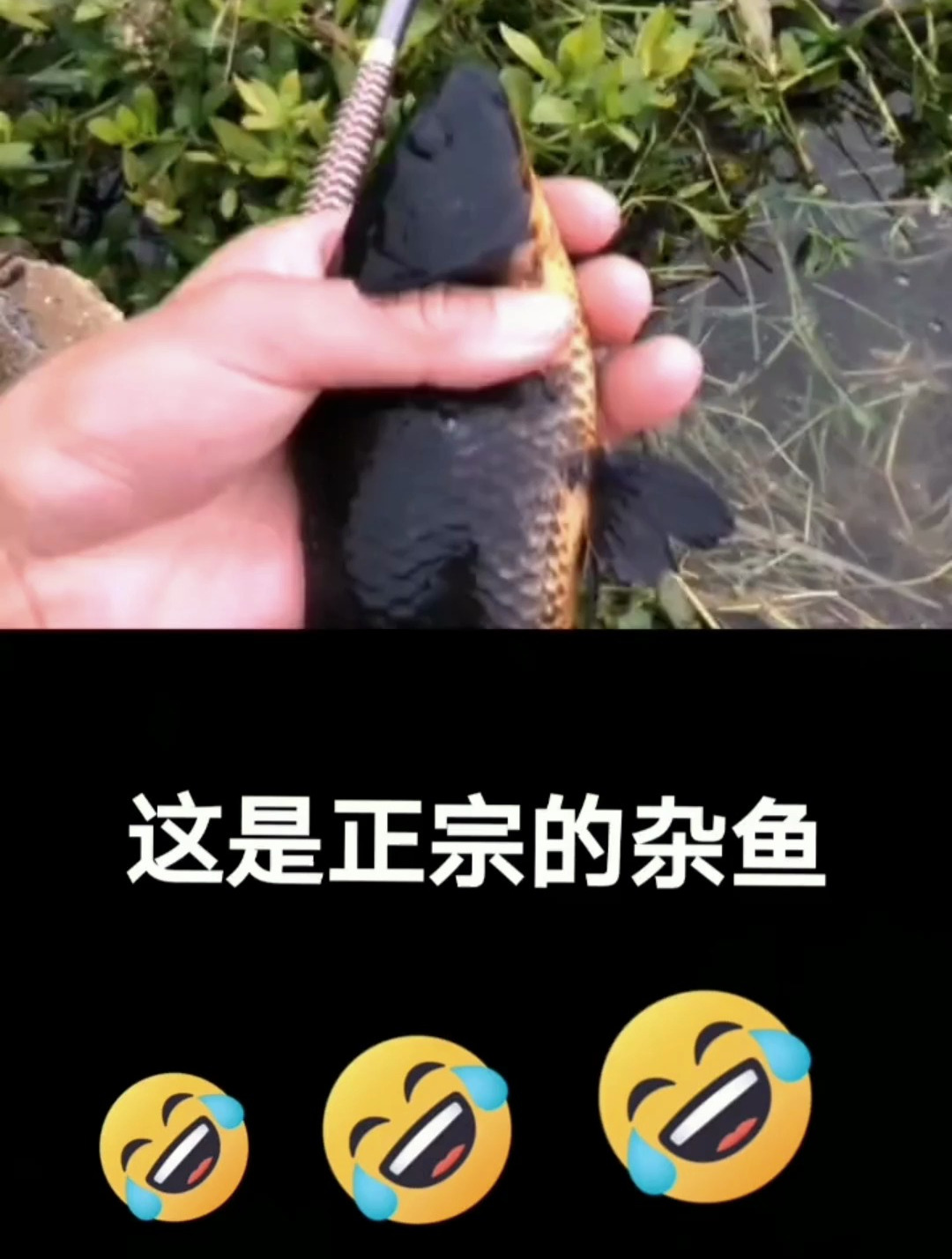 这是一条什么鱼?折腾半天是正宗的杂鱼!