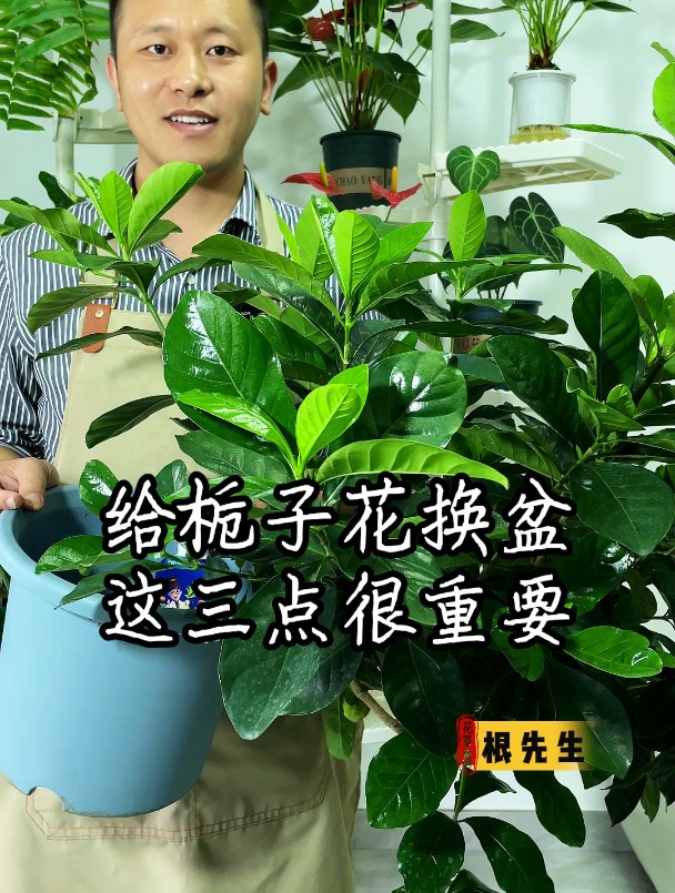 给栀子花换盆,一定要做对这三点