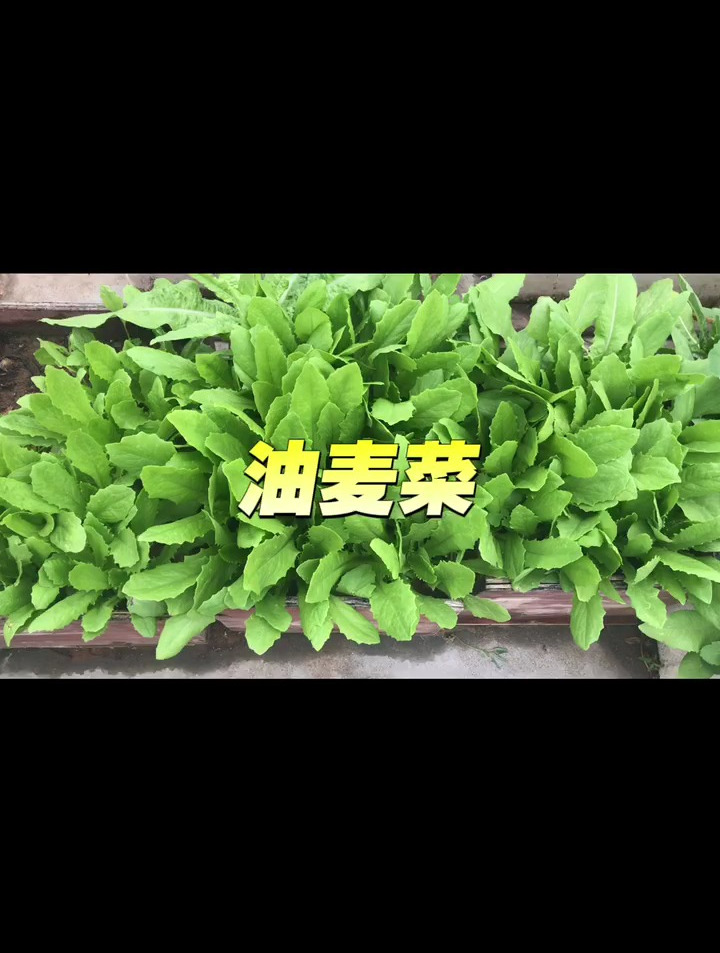 记录生活:楼顶菜园蔬菜大全