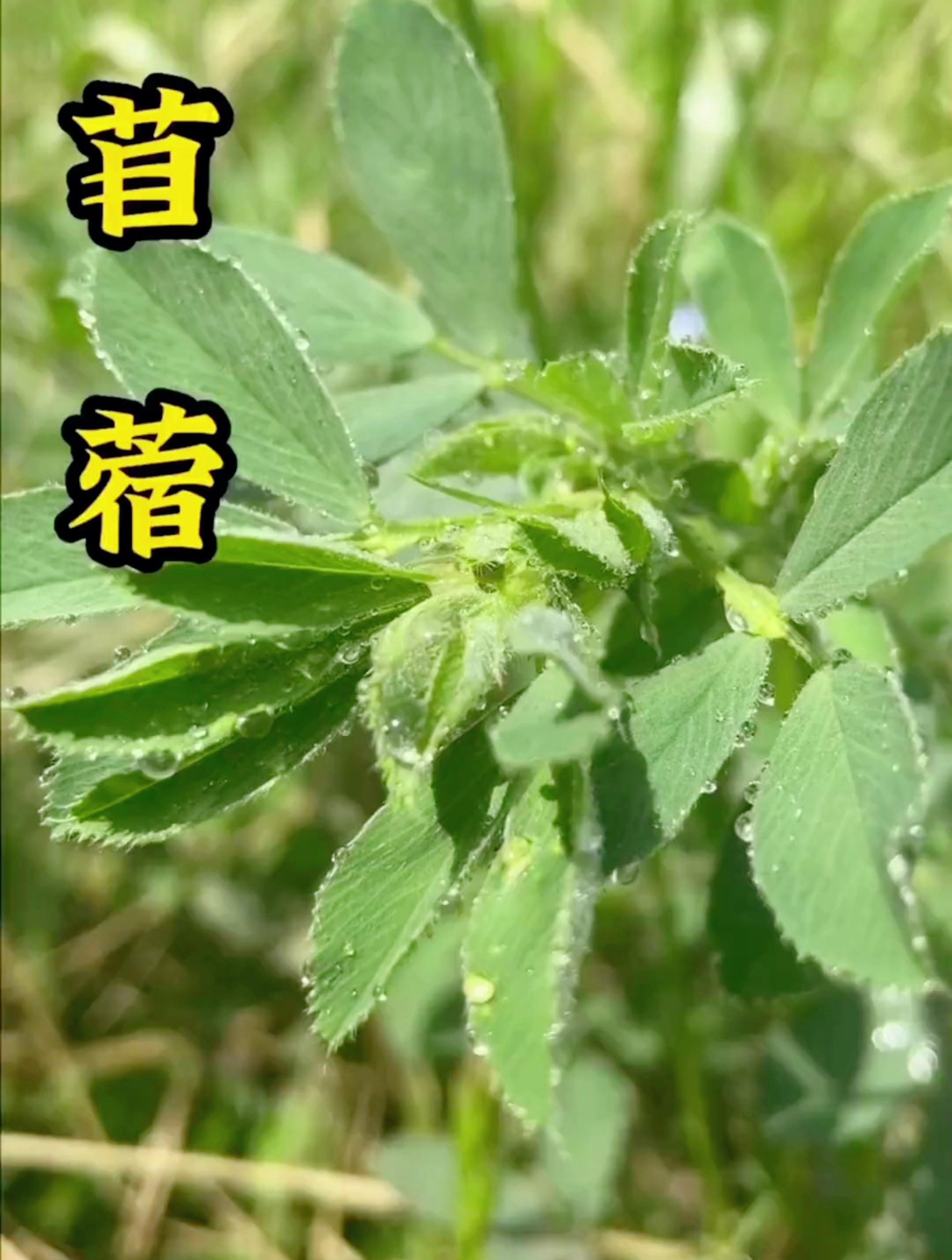 你吃过苜蓿吗?大自然的馈赠