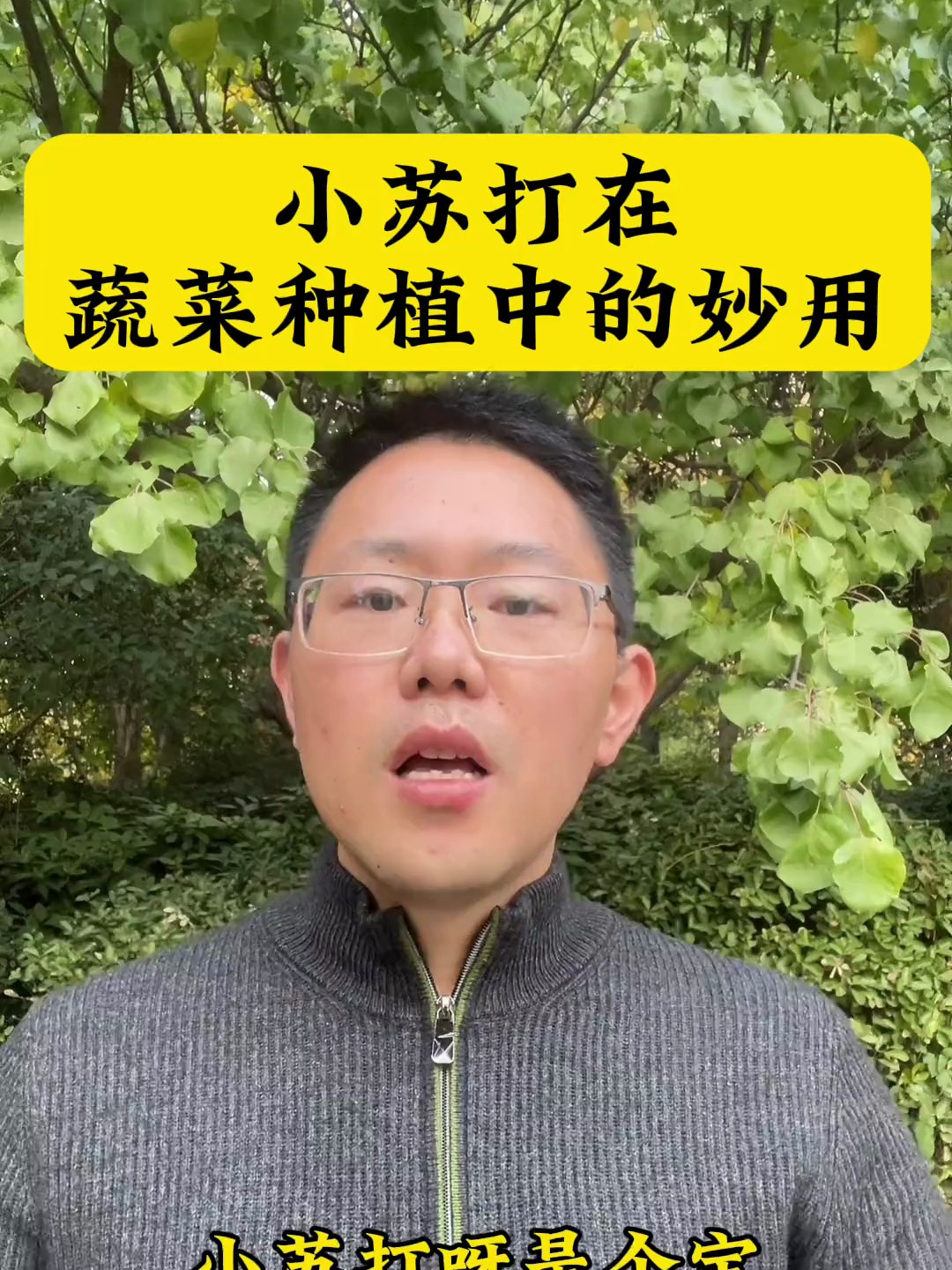 小苏打在蔬菜种植中的应用