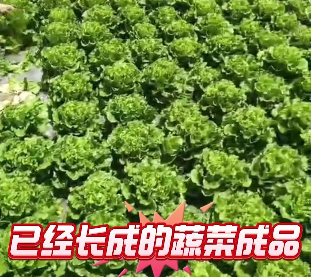 肥沃土地育幼苗,蔬菜放心挑