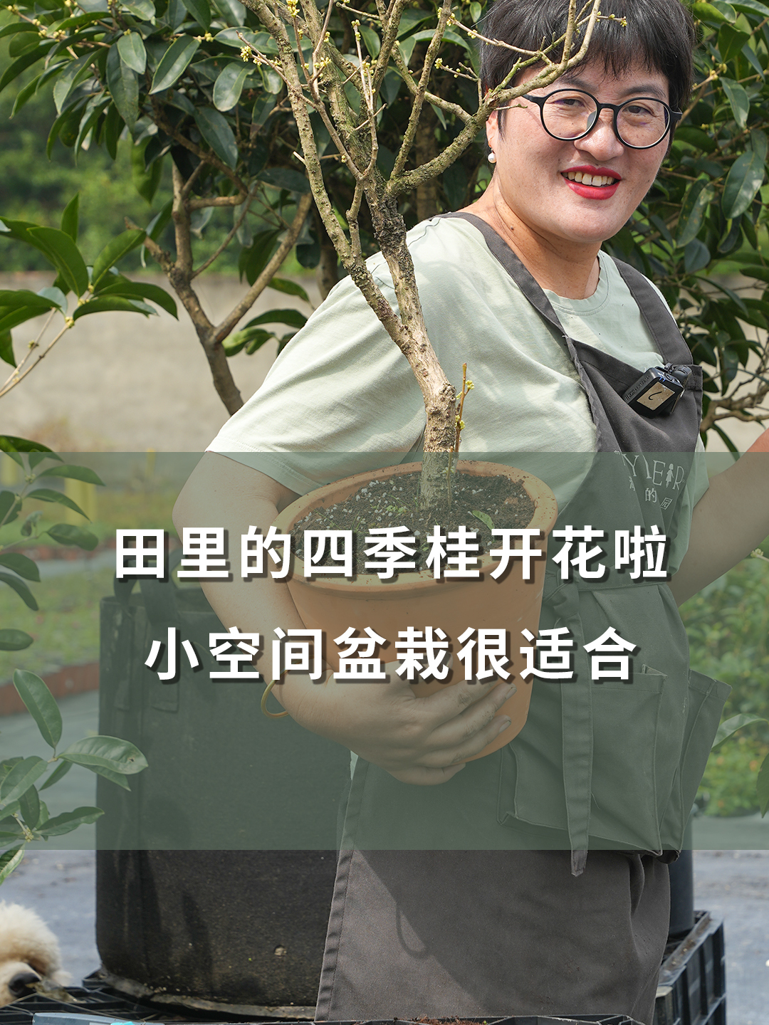 田里的四季桂开花啦,小空间盆栽很适合