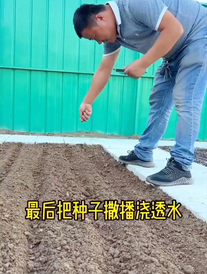 老农在阳台上种植菠菜,从发芽到“爆盆”只需掌握这3个小技巧!