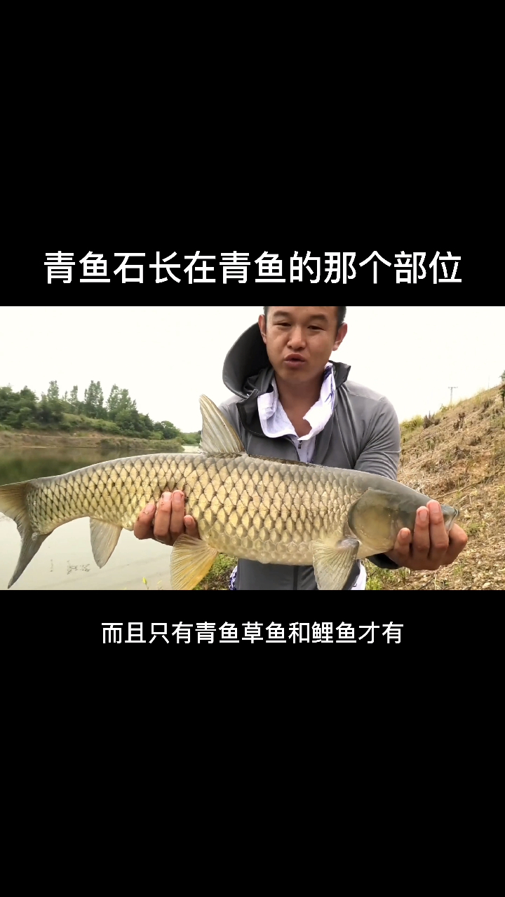 青鱼石长在青鱼的哪个部位?