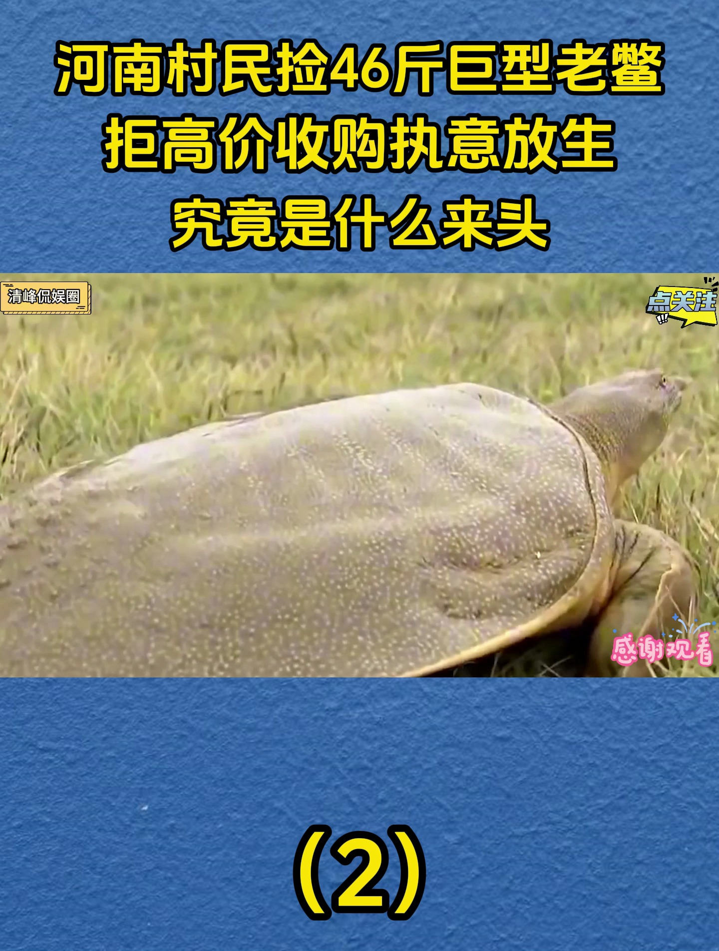 河南村民捡46斤巨型老鳖,拒高价收购执意放生,究竟什么来头?2
