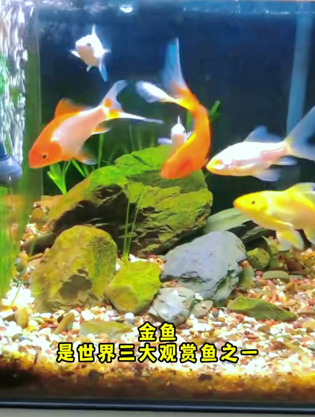 水族点最畅销的观赏鱼有哪些?曾有最贵的锦鲤,一条卖了1200万!